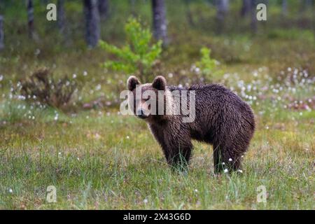 Porträt eines jungen europäischen Braunbären, Ursus arctos. Kuhmo, Oulu, Finnland. Stockfoto