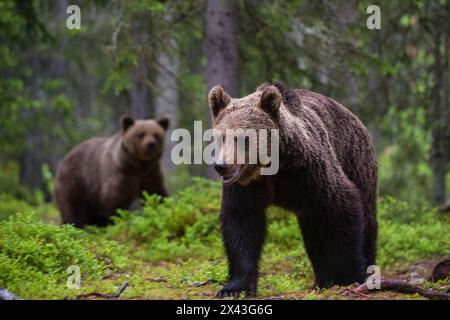 Zwei europäische Braunbären, Ursus arctos, spazieren im Wald. Kuhmo, Oulu, Finnland. Stockfoto