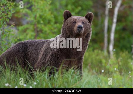 Porträt einer europäischen Braunbär Ursus Arctos, Kuhmo, Finnland. Stockfoto