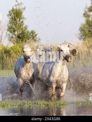 Saintes-Maries-de-la-Mer, Bouches-du-Rhone, Provence-Alpes-Cote d'Azur, Frankreich. Pferde, die durch die Sümpfe in der Camargue laufen. Stockfoto