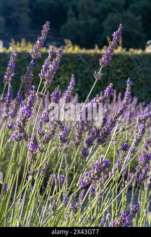 Gordes, Vaucluse, Provence-Alpes-Cote d'Azur, Frankreich. Lavendel in der Senanque Abbey in der Provence. Stockfoto