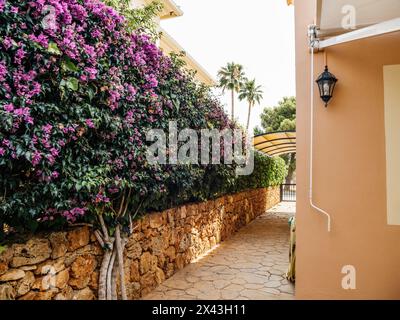 Ein Fußweg auf Mallorca, gesäumt von einer lebhaften Bougainvillea und einer traditionellen Steinmauer, die zu einem Baldachin führt Stockfoto