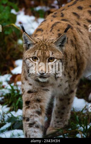 Porträt eines europäischen Luchses, der im Schnee läuft. Nationalpark Bayerischer Wald, Bayern, Deutschland. Stockfoto