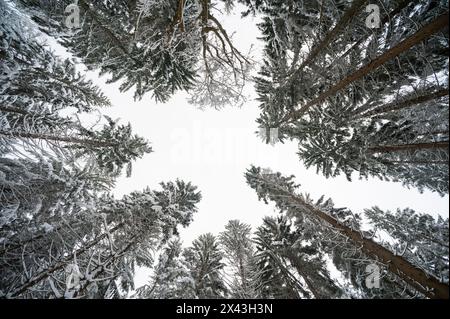 Blick auf Bäume im Nationalpark Bayerischer Wald. Deutschland. Stockfoto