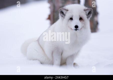 Porträt eines arktischen Fuchses, Vulpes lagopus, im Schnee. Polar Park, Bardu, Troms, Norwegen. Stockfoto