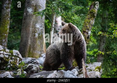 Porträt eines europäischen Braunbären, Ursus arctos, im slowenischen Wald. Notranjska, Slowenien Stockfoto