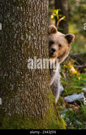 Ein europäischer Braunbär schaut hinter einem Baum im Wald von Notranjska in Slowenien in die Kamera, wo über 600 europäische Bären leben. Bild von einem Hi Stockfoto