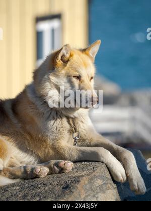Schlittenhund in der kleinen Stadt Uummannaq. Im Winter werden die Hunde immer noch als Hundeverbände verwendet, um Schlitten von Fischern zu ziehen. Grönland, Dänisches Gebiet Stockfoto