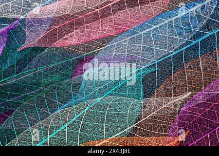 Mehrfarbige Skelettblätter auf schwarzem Hintergrund angeordnet Stockfoto