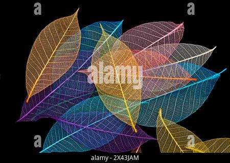 Mehrfarbige Skelettblätter auf schwarzem Hintergrund angeordnet. Stockfoto