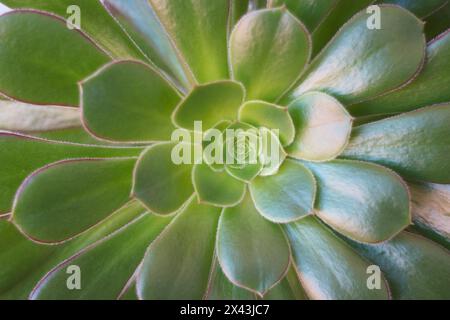 Blick von oben auf Echeveria elegans oder mexikanischen Snowball, eine der beliebtesten blühenden Sukkulenten Pflanzen Stockfoto