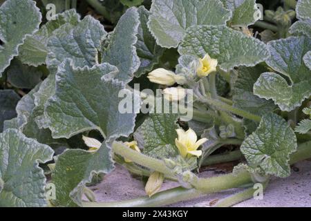 Pflanze der spritzenden Gurke in Blüte, Blätter und Blüten, Ecballium elaterium; Cucurbitaceae Stockfoto