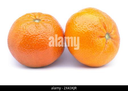 Mandarin (Citrus reticulata), Rutaceae. Auch bekannt als Mandarinen oder Clementinen. Früchte auf weißem Hintergrund. Stockfoto