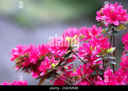 Bunte Blumensträucher in Fuillenblüte (Rhododendron molle japonika pink) Stockfoto