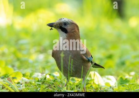 europäisches gemeinsames jay-Sammlungsmaterial zum Nisten in einem Stadtpark (Garrulus glandarius) Stockfoto
