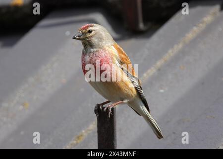 Männliches gemein Linnett aus der Nähe, wilder Vogel in der Stadt, auf einem Haus (Linaria cannabina); wunderschönes Brutgefieder Stockfoto