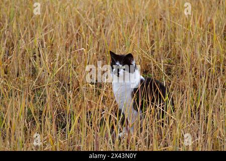 Schwarz-weiße Katze auf Weizenfeld, die mit Glyphosat besprüht wurde Stockfoto