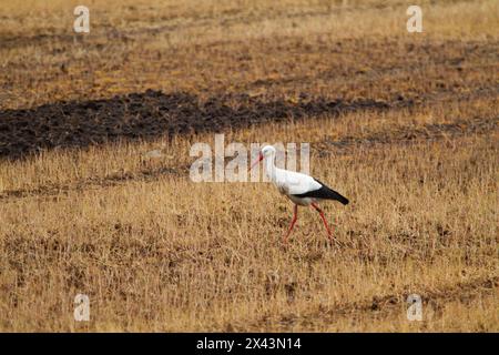 Weißstorch auf Weizenfeldern, die mit Glyphosat besprüht wurden Stockfoto