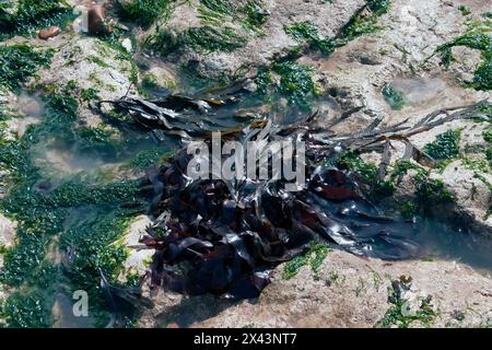 Nahaufnahme von Algen und Felsenbecken am Strand von Oldstairs Bay, Kingsdown, Kent Stockfoto