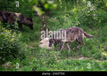 Kanadische Timberwolf Stockfoto