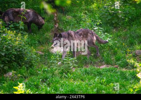 Kanadische Timberwolf Stockfoto