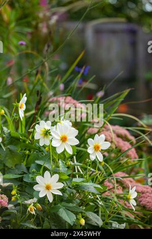 Weiße Dahlien blüht im September in einem schottischen Garten Stockfoto