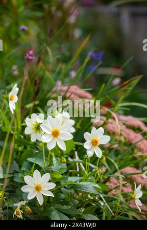 Weiße Dahlien blüht im September in einem schottischen Garten Stockfoto