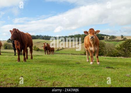 Limousin-Rinder auf einem Feld an der schottischen Grenze Stockfoto