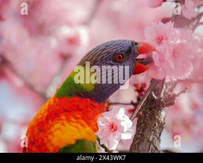 Heller, mehrfarbiger Lorikeet-Papagei sitzt auf einem Zweig eines Kirschbaums mit rosa Blüten, Fokus auf Kopf, Nahaufnahme Stockfoto