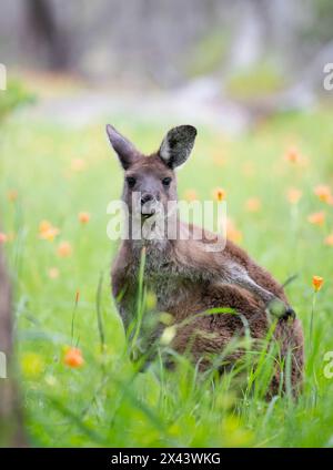 Niedliches wildes Känguru weidet auf der grünen Graswiese mit Blumen, australischer Wildlie Stockfoto