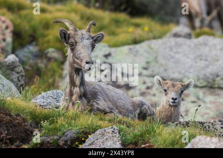 Dickhornschafe, Schafe und Lämmer ruhen Stockfoto