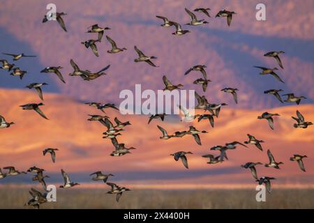 USA, Kalifornien, Klamath Basin National Wildlife Refuge, Entenherde im letzten Licht Stockfoto