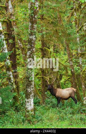 Junger Roosevelt-Bullch, Regenwaldfarben, Olympic Peninsula, Washington State, USA Stockfoto