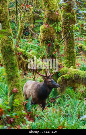 Roosevelt Bulle Elk, USA, Washington State. Olympic National Park Stockfoto