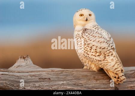 USA, Bundesstaat Washington. Damon Point, Schneeeule, letztes Licht Stockfoto