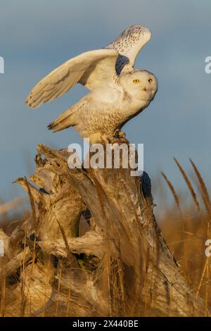 USA, Bundesstaat Washington. Damon Point, schneebedeckte Eulen fliegen Stockfoto