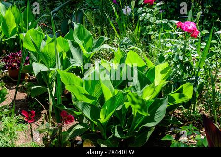 Leuchtend grüne Blätter von Canna indica, allgemein bekannt als Indian Shot, afrikanische Pfeilwurzel, essbare Canna, violette Pfeilwurzel oder Sierra Leone Pfeilwurzel, in Sof Stockfoto