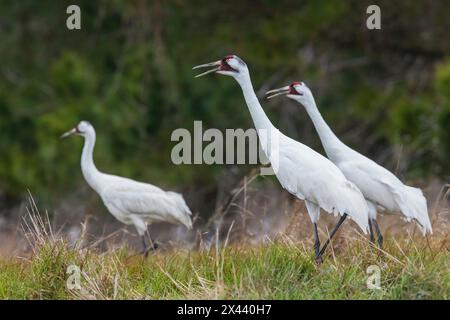 USA, Südtexas. Aranas National Wildlife Refuge, keuchende Kraniche rufen Stockfoto