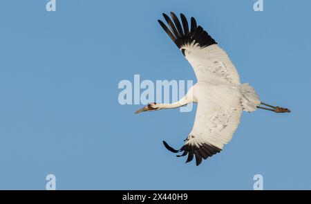 USA, Südtexas. Aranas National Wildlife Refuge, Keucherkran fliegt Stockfoto