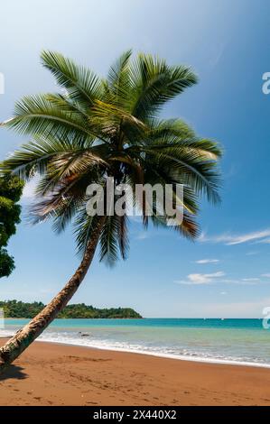 Eine Palme an einem unberührten tropischen Strand. Drake Bay, Osa Peninsula, Costa Rica. Stockfoto