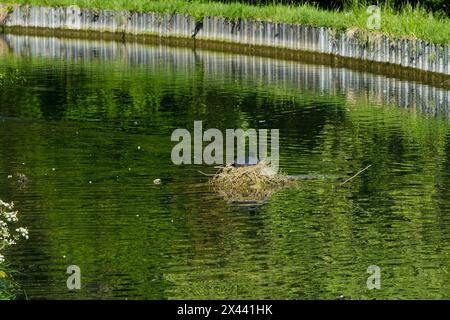 Woodberry Wetlands, London, Großbritannien. 30. April 2024. Wetter in Großbritannien: Warmer Tag in Woodberry Wetlands, Nord-London. Auf einem Nest kotzen. Quelle: Matthew Chattle/Alamy Live News Stockfoto