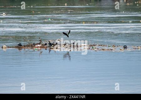 Srinagar, Indien. April 2024 30. Vögel werden auf der Suche nach Nahrung im Fluss Jhelum gesehen, der am Dienstagmorgen in Srinagar die „Hochwasserdeklaration“-Markierung überschritten hat. In Jammu und Kaschmir wird erwartet, dass sich das Wetter ab morgen verbessern wird, wobei die örtliche Wetterabteilung bis zum 5. Mai allgemein bewölkte Bedingungen vorhersagt. (Foto: Faisal Bashir/SOPA Images/SIPA USA) Credit: SIPA USA/Alamy Live News Stockfoto