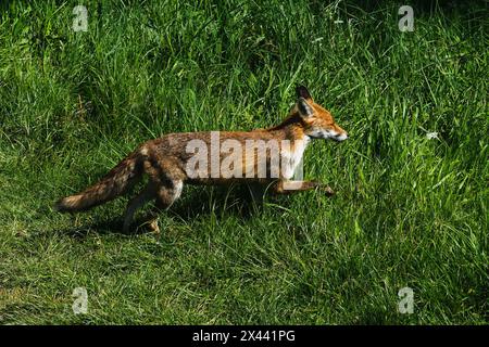 Woodberry Wetlands, London, Großbritannien. 30. April 2024. Wetter in Großbritannien: Warmer Tag in Woodberry Wetlands, Nord-London. Quelle: Matthew Chattle/Alamy Live News Stockfoto