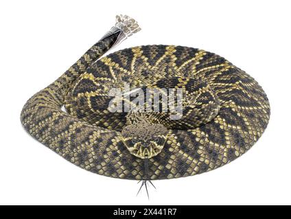 Junge östliche Diamondback Klapperschlange - crotalus adamanteus - isoliert auf weißem Hintergrund dorsale Ansicht von oben und vorne mit verschwommener Zunge und ra Stockfoto