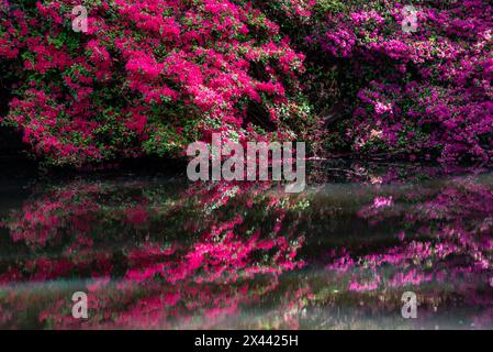 Azaleen über dem Teich in Isabella Plantation, Richmond Park, London, England Stockfoto