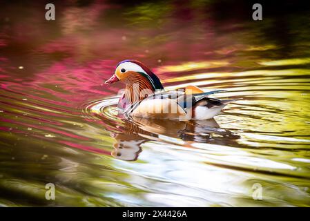 Männliche Mandarin-Ente, Isabella Plantation, Richmond Park, London, England. Stockfoto