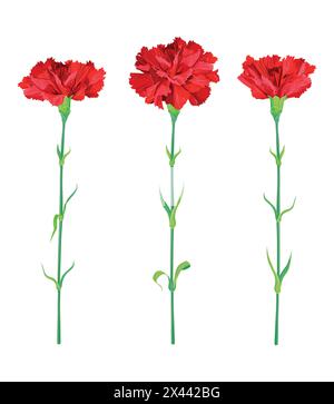 Rote Nelken isoliert auf weißem Hintergrund. Vektor-Clipart für Grußkarten zum Valentinstag, Muttertag, 9. Mai. Ein Symbol der Revolution und Stock Vektor