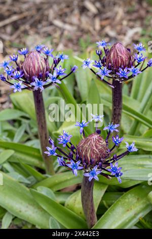 Scilla peruviana Portugese, die in einem Garten in England blüht, in Großbritannien. Stockfoto