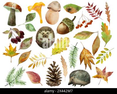 Herbstset, handgezeichnet, Igel, Herbstblätter, Beere, Igel, Waldtier, Pilz, Eichel, Beere Illustration Stockfoto