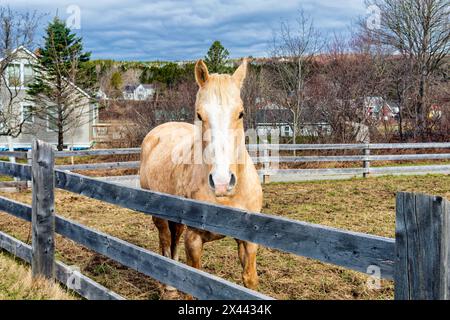 Pferd in Alma, New Brunswick - Aussicht Stockfoto